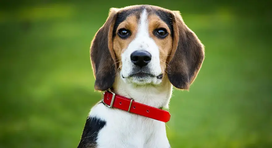 Uroczy beagle szczeniak w czerwonej obroży patrzy w obiektyw na tle zielonej trawy.