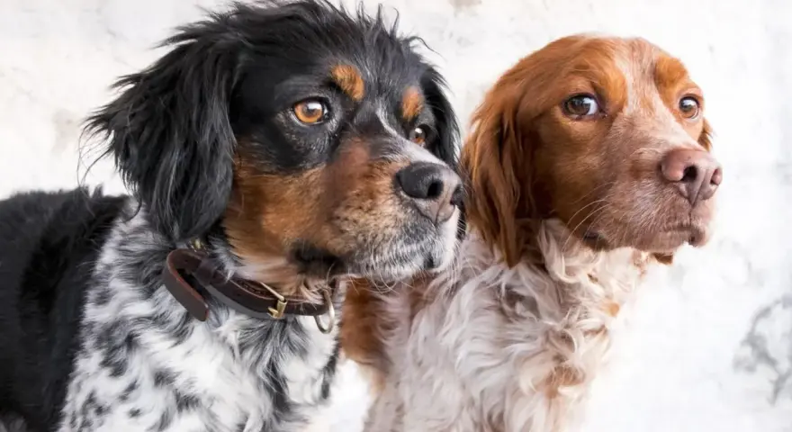 Dwa psy rasy spaniel bretoński, jeden czarno-biały, drugi rudy, patrzą w bok.