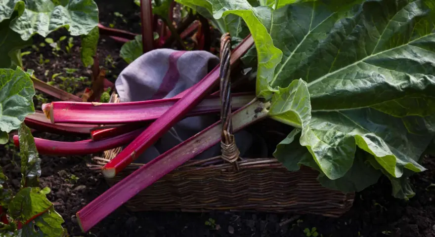 Frisch geernteter Rhabarber liegt in einem Korb im Garten. Die Erntezeit ist lang, bis in den Frühsommer hinein.