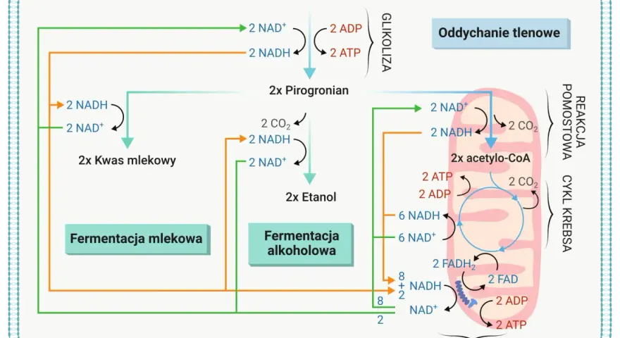 Schemat przedstawia szlak metaboliczny, gdzie glukoza przekształca się w pirogronian, a następnie w kwas mlekowy lub etanol. Wzór kwasu pirogronowego jest kluczowym produktem pośrednim.