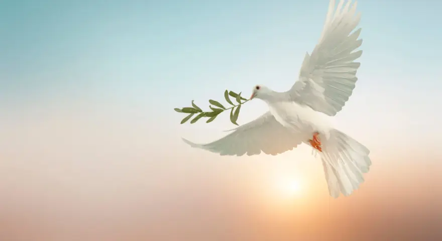 Weiße Taube mit Olivenzweig im Schnabel fliegt vor einem sanften Sonnenuntergang. Sie symbolisiert Frieden, was man an Pfingsten feiert.