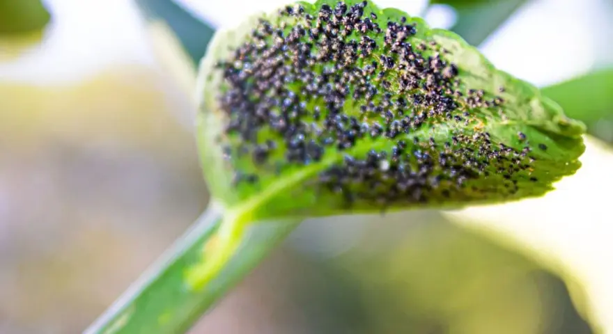 Un pulgón limonero se reproduce en una hoja verde, cubriéndola por completo.