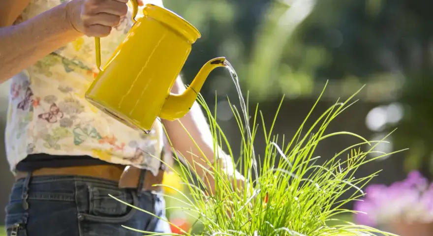 Donna innaffia le piante con un'annaffiatoio giallo. Scopri come togliere il calcare dall'acqua per innaffiare le piante e mantenerle sane.