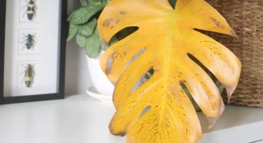 Monstera z żółtymi, plamistymi liśćmi, wskazującymi na choroby liści. Obok ramka z owadami.