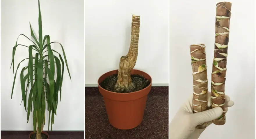 Juka ogrodowa w donicy zimowanie: zdrowa roślina, pusta donica po przycięciu i ukorzenione pędy.