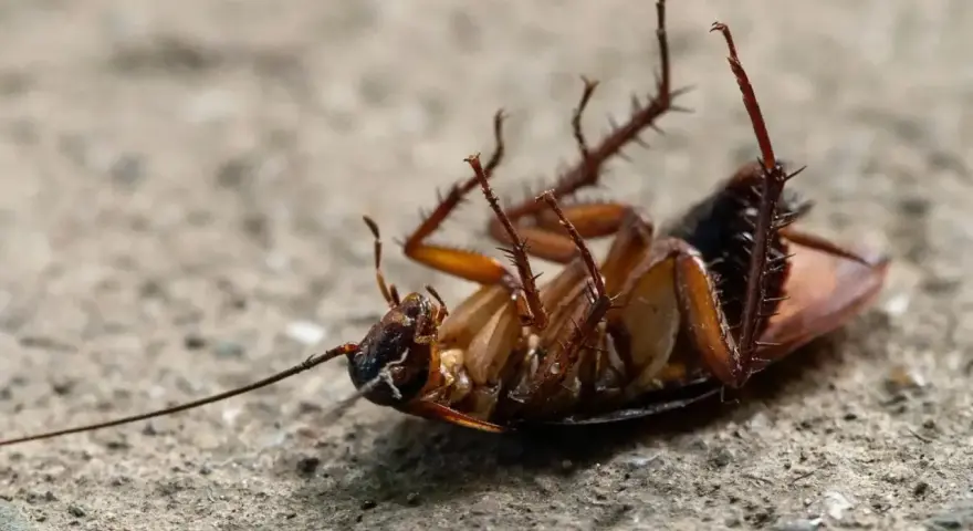 Cucaracha boca arriba, un ejemplo de cómo ahuyentar las cucarachas.