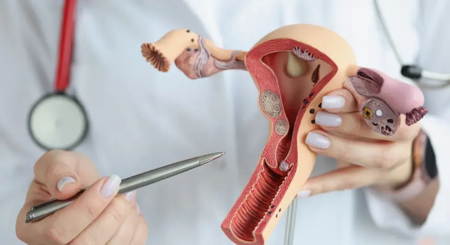 Model anatomiczny narządów rodnych kobiety, prezentowany przez lekarza z długopisem.