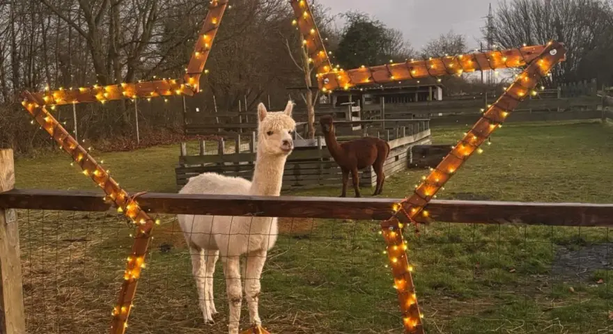 Zwei Alpakas auf einer Weide bei Flensburg, umrahmt von einem Stern aus Holz und Lichterketten. Eine Alpaka Wanderung hier wäre ein Erlebnis!