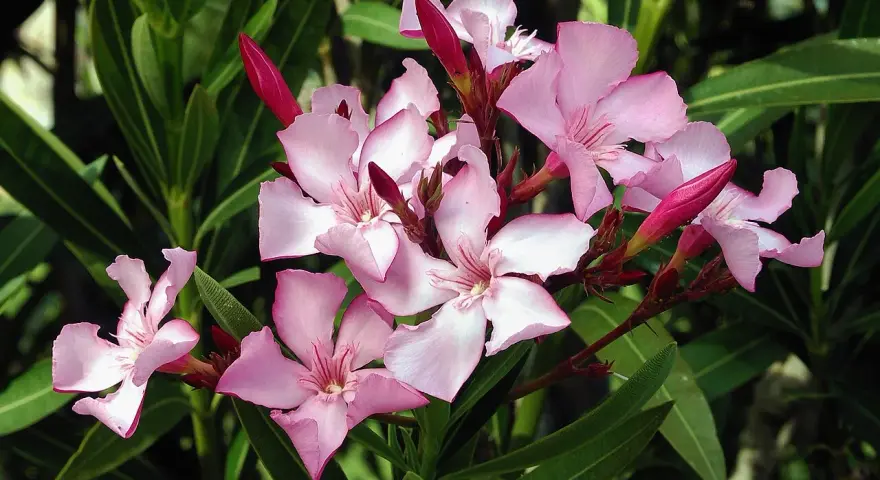 En klase ljusrosa nerium oleander-blommor med mörkgröna blad. Några knoppar är fortfarande stängda.