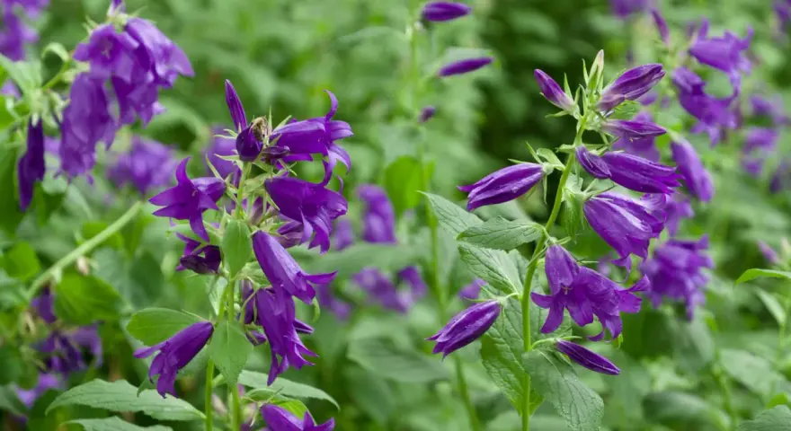 Lila Glockenblumen blühen üppig an ihrem natürlichen Standort im Grünen. Eine Biene besucht eine Blüte.