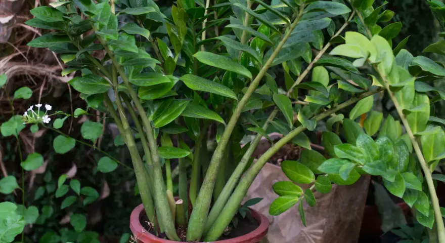 Zamioculcas in vaso rosso, rigoglioso e verde. La sua cura è semplice, ideale per chi ama le piante resistenti.