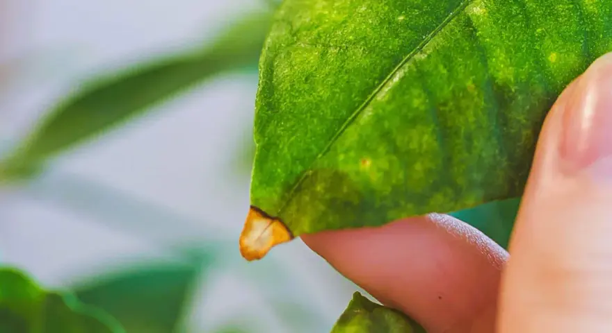 Feuille de citronnier montrant des signes de maladie, avec des taches jaunes et un bord brun, possiblement une chlorose.