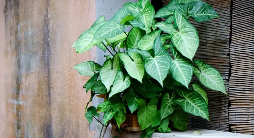 Syngonium z gęstymi, strzałkowatymi liśćmi o zielono-białym wzorze, rosnący przy oknie.
