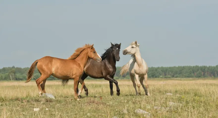 Trois chevaux, un bai, un noir et un alezan, galopent dans un pré. Le bai, comme il faut étalon, semble mener la course.