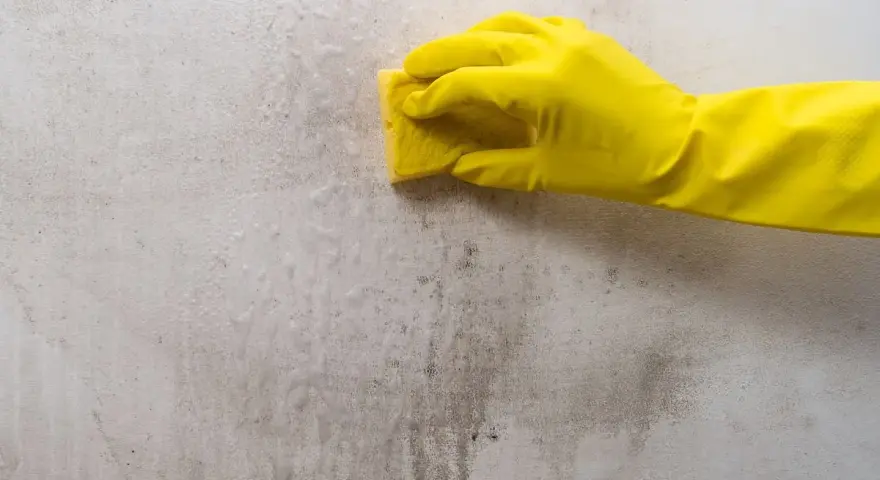 Ręka w żółtej rękawicy czyści zabrudzoną ścianę gąbką. Dowiedz się, jak odtłuścić ścianę domowym sposobem.