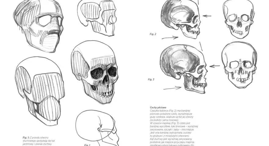 Szkice czaszek do nauki anatomii online. Rysunki przedstawiają czaszkę z różnych perspektyw, ukazując jej budowę.