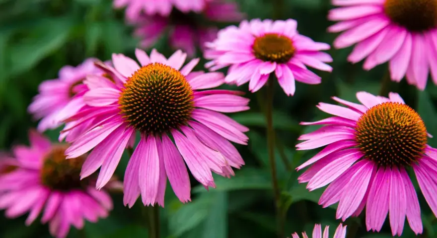 Nahaufnahme von pinken Echinacea-Blüten. Die Echinacea-Wirkung ist bekannt für ihre immunstärkenden Eigenschaften.