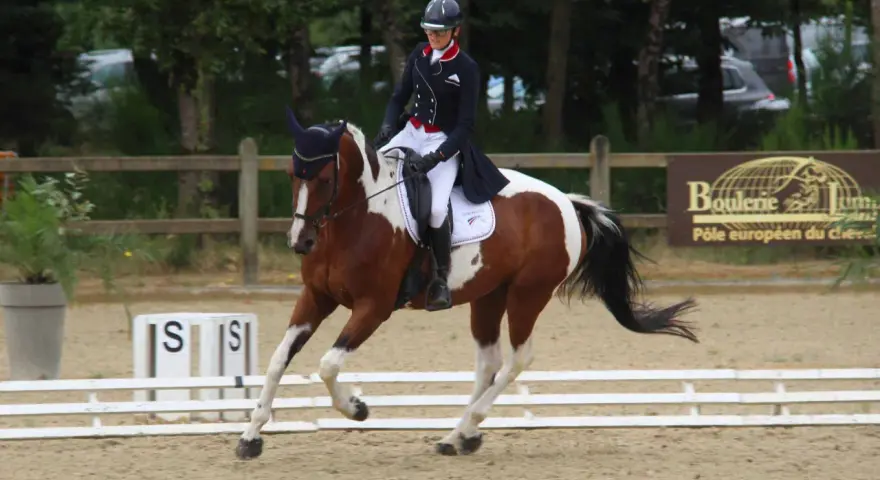 Cavalier en tenue d'équitation effectuant une incurvation parfaite avec son cheval pie.