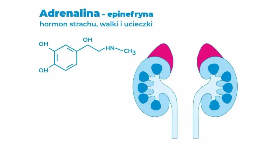 Schemat chemiczny adrenaliny, hormonu wywołującego **adrenalina**, i zarys nerek.