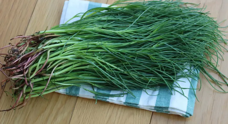 Un fascio di agretti selvatici, con le loro radici rossastre, pronti per essere cucinati. Crescono in terreni salmastri.