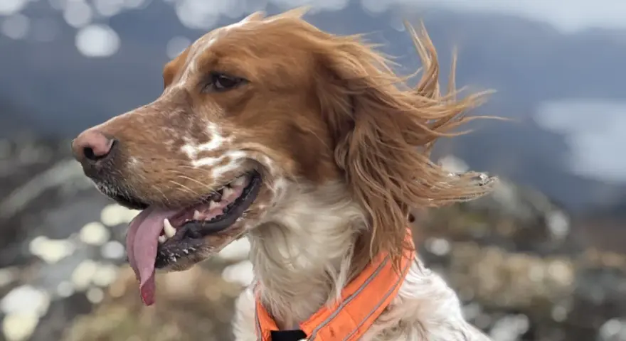 En brunvit hund med orange halsband, med tungan ute, njuter av vinden i fjällen. En riktig kissande hunden!