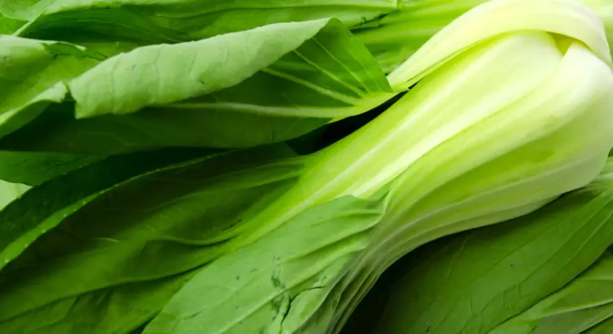 Świeży, zielony pak choi z błyszczącymi, soczystymi łodygami i liśćmi. Idealny do zdrowych dań.