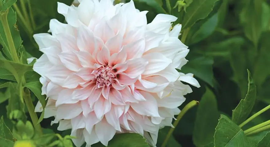 En vacker dahlia i kruka utomhus, med mjuka, ljusrosa och vita kronblad som sträcker sig utåt.