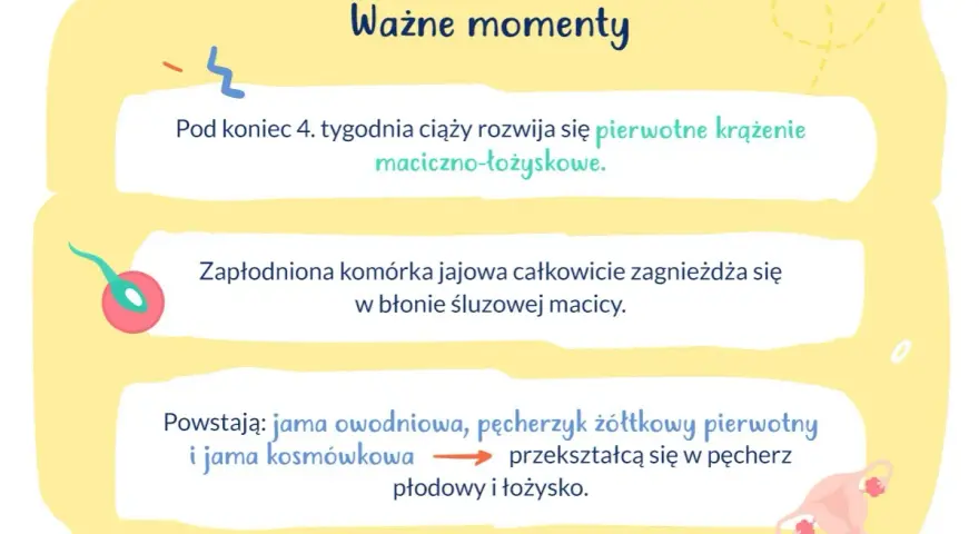 Ważne momenty ciąży: rozwój krążenia maciczno-łożyskowego, implantacja zarodka w macicy i tworzenie pęcherza płodowego.
