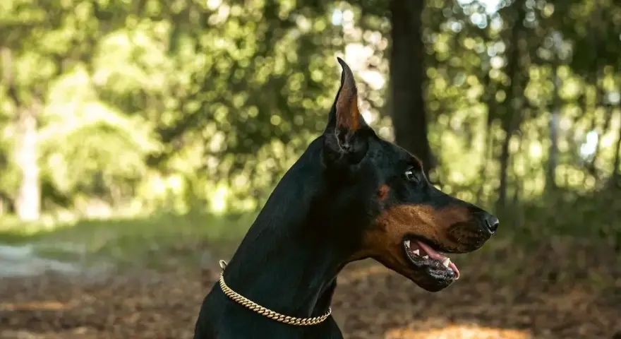 Elegancki doberman w złotej obroży, gotowy do obrony. Sprawdź doberman cena i znajdź swojego idealnego towarzysza.