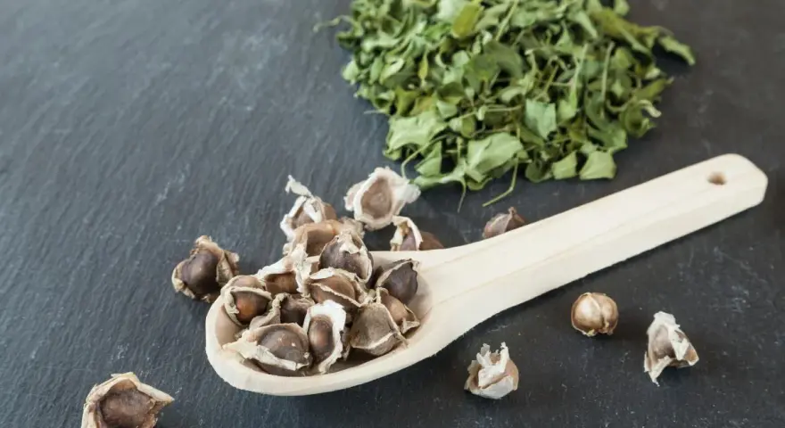 Semillas de moringa en una cuchara de madera junto a una pila de hoja de moringa seca.