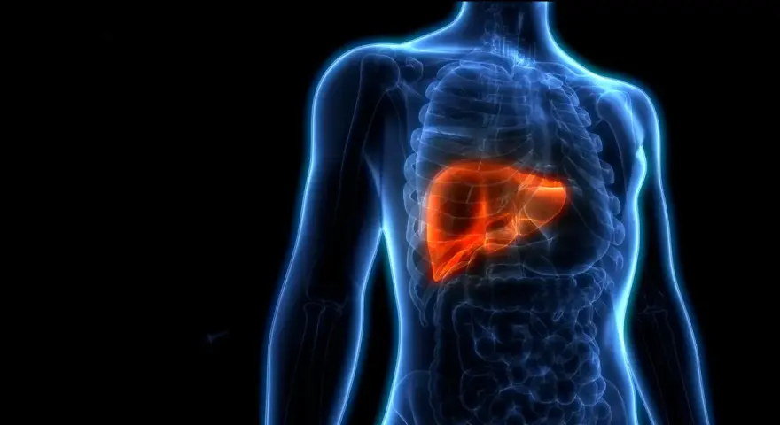 Anatomia wątroby w kolorze pomarańczowym, podkreślająca jej kluczową rolę w organizmie. Dowiedz się, czego nie lubi wątroba, by zachować jej zdrowie.