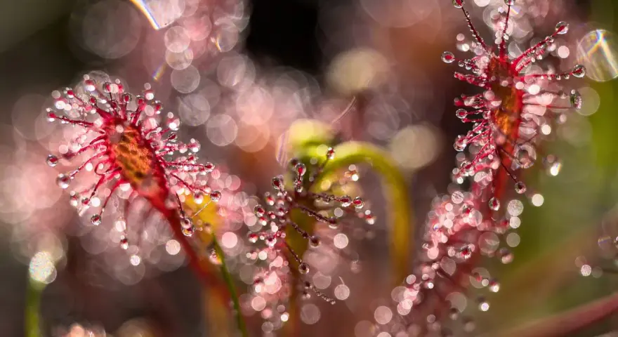 Gouttes de rosée sur des plantes carnivores rouges, avec un arrière-plan flou et lumineux. Une photo bokeh féerique.
