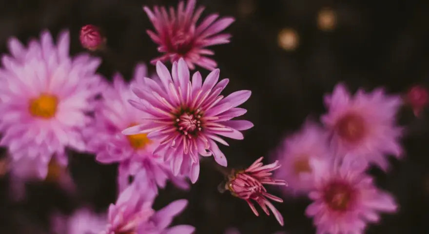 Delicadas flores de septiembre en tonos rosados y púrpuras, con pétalos finos y un centro amarillo.