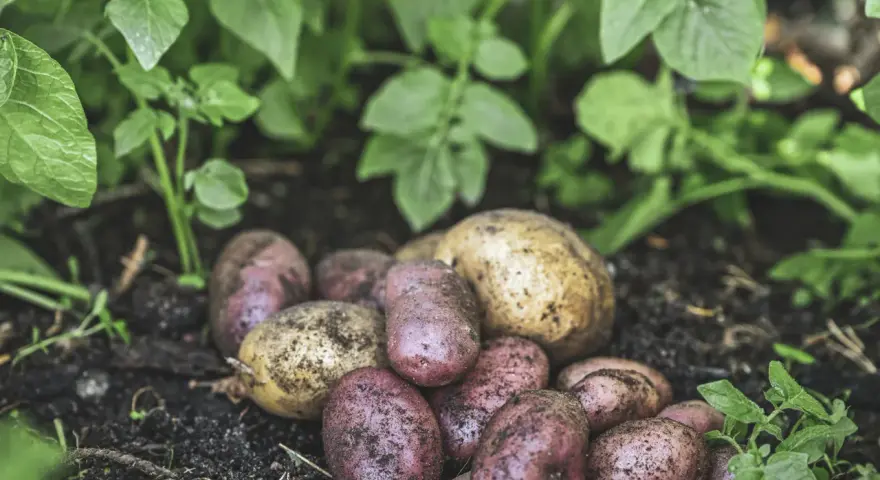 Nyskördade potatisar, både röda och gula, ligger på jorden bland gröna blad. En del av potatisen har fortfarande jord kvar, som om de nyss plockats från en potatis blomma.