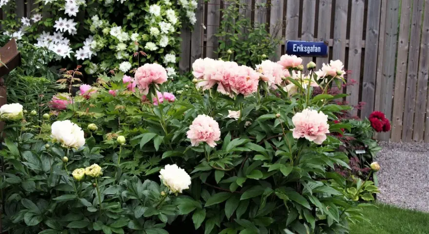 En lummig trädgård med många vackra, rosa och vita pioner som blommar. En skylt med texten "Eriksgatan" syns vid en trästaket.