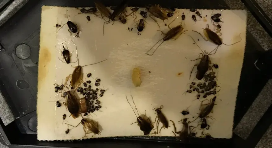 Trampa pegajosa llena de cucarachas y crías. Una avispa cucaracha, atrapada, intenta escapar.