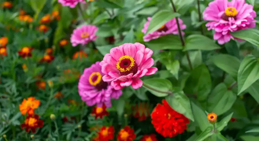 Fioritura di zinnie in estate, perfette per seminare in primavera per un giardino colorato.