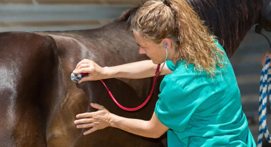 Vétérinaire auscultant le flanc d'un cheval, vérifiant le bon fonctionnement de son intestin grêle.