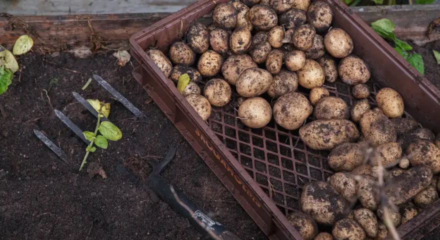 Nyskördade potatisar i en låda bredvid en grep. Radavstånd potatis ger en bra skörd.