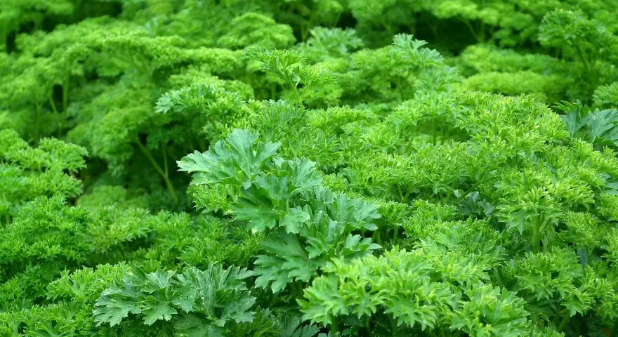 Un campo rigoglioso di prezzemolo riccio, perfetto per quando si semina il prezzemolo e si desidera un raccolto abbondante.