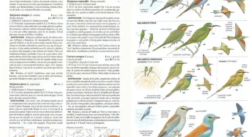 Aves migratorias España: Abejaruco europeo, persa y esmeralda, junto a la carraca europea, ilustrados con detalles de plumaje y distribución.