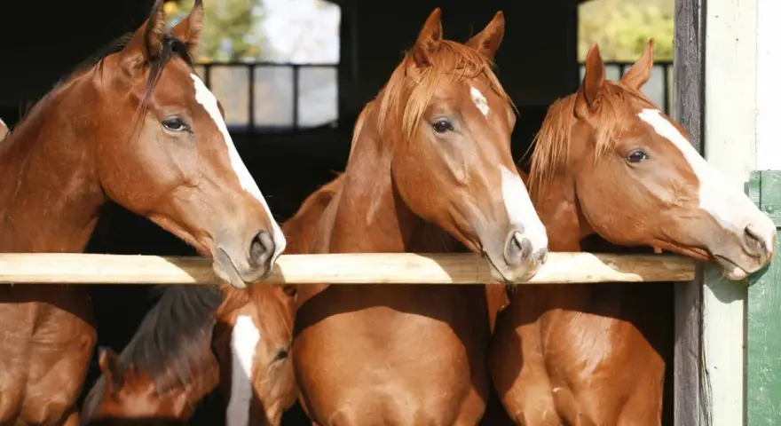 Trois chevaux grecs, aux robes rousses et aux marques blanches sur le front, regardent curieusement par-dessus une barrière en bois.