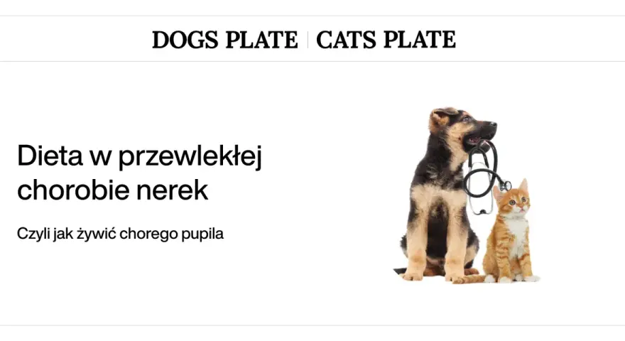 Szczeniak i kotek z weterynaryjnym stetoskopem. Temat: dieta nerkowa dla psa.