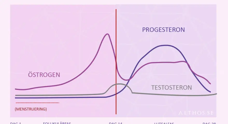 Graf över hormonnivåer under menstruationscykeln. Lågt progesteron kan ge symptom vid klimakteriet.