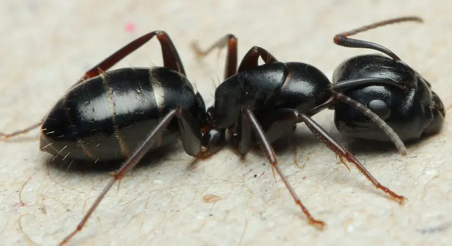 Dwie czarne mrówki zbliżają się do siebie. Jedna z nich, z wyraźnie zaznaczonymi segmentami na odwłoku, może być naturalnym wrogiem mrówek.