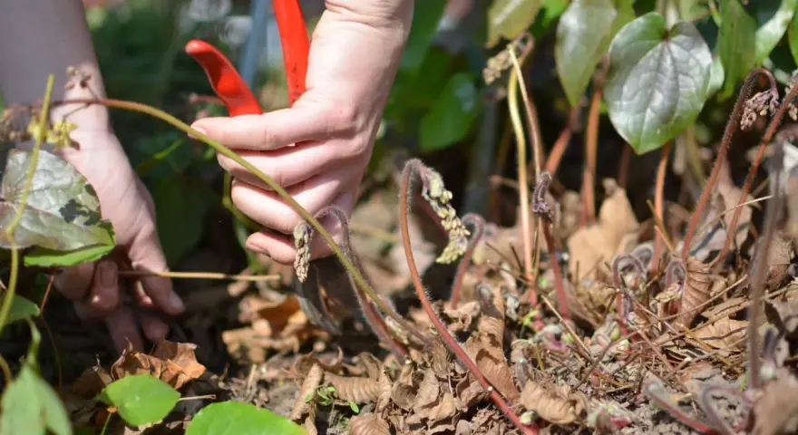 Hände mit roter Gartenschere schneiden spargelkraut ab.