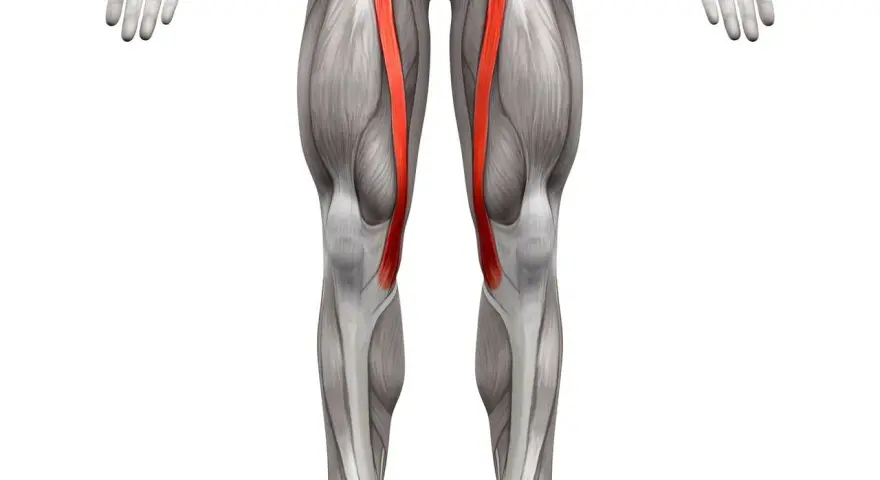 Anatomical illustration of the human leg, highlighting the sartorius muscle (mięsień krawiecki) in red.