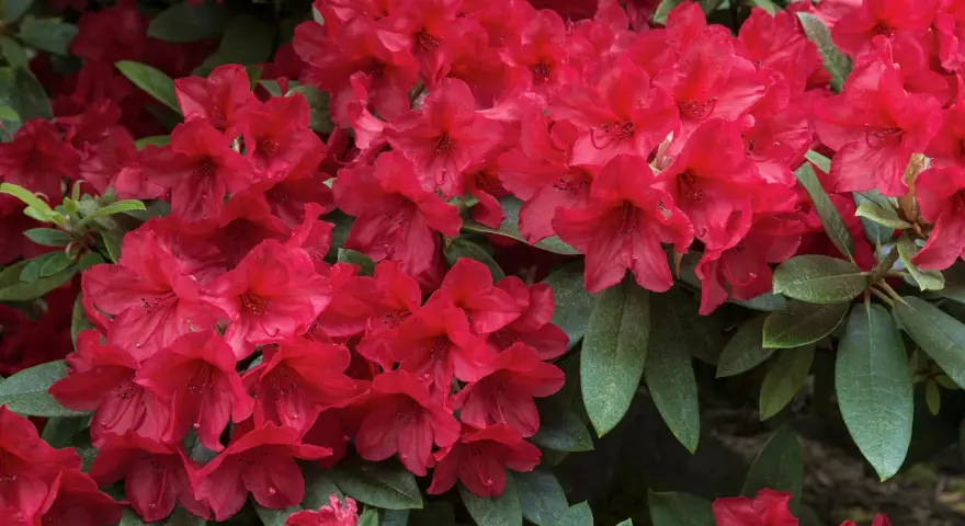 Ein dichter Busch mit leuchtend roten Rhododendron-Blüten und dunkelgrünen Blättern. Perfekt für den Garten.