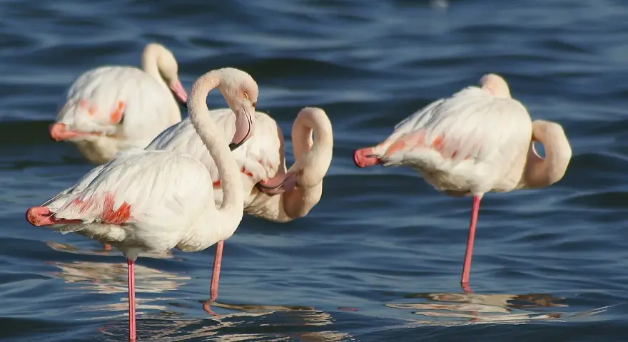 Kilka różowych ptaków, flamingów, stoi w wodzie, niektóre z nich odpoczywają na jednej nodze.