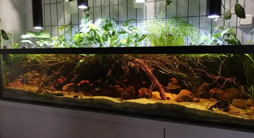 Jakie oświetlenie do akwarium 112l zapewni zdrowe rośliny?